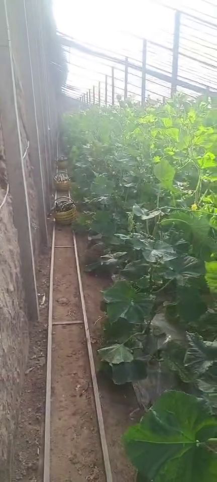 西安新鮮蔬菜批發、零售與配送服務 為您的生活增添健康色彩